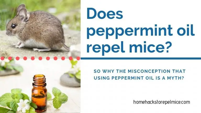 peppermint oil mice