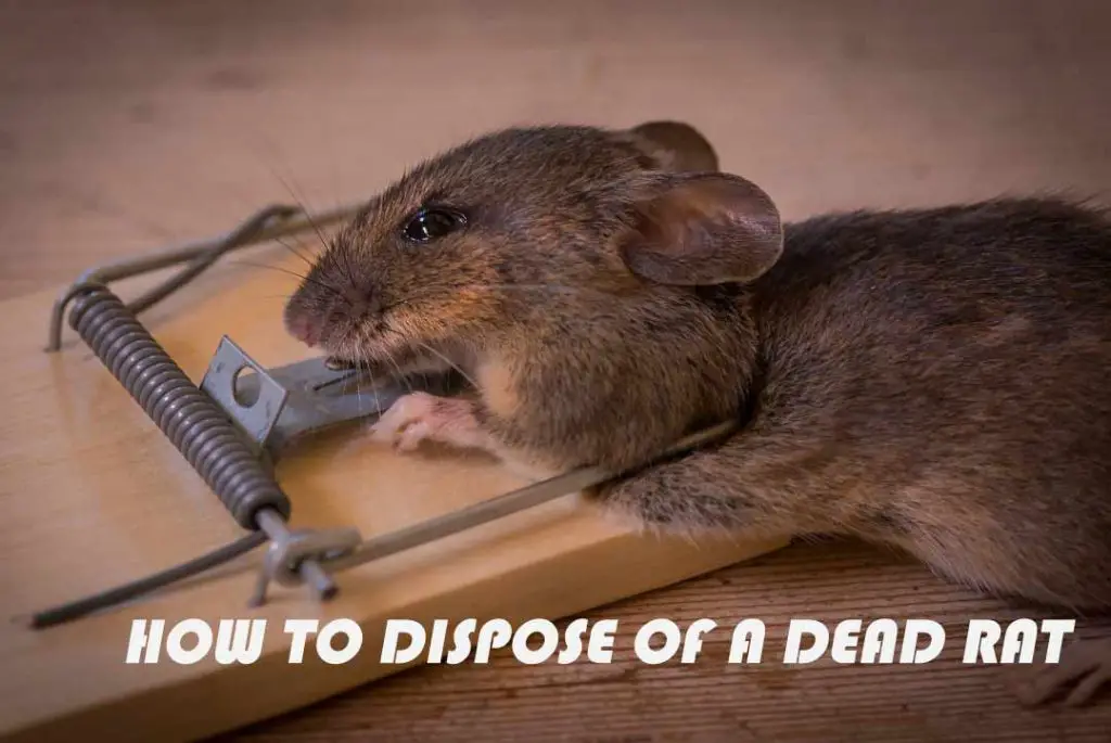 How to Dispose of a Dead Rat Without Feeling Disgusted and Dreadful