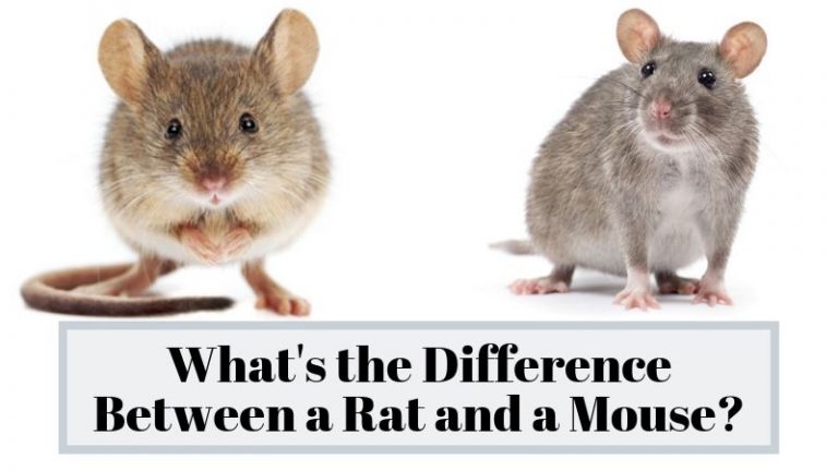 Difference Between Rat and Mouse So You Actually Know The Rodent You’re ...