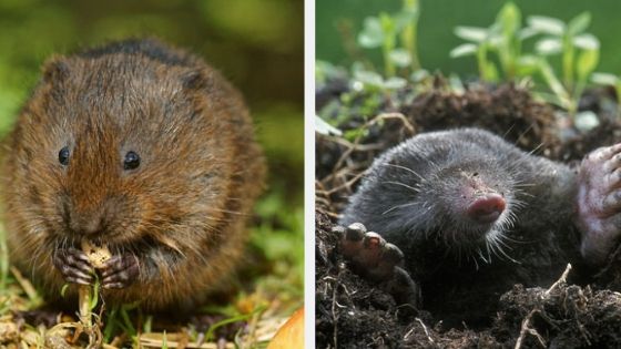 Difference Between Moles & Voles