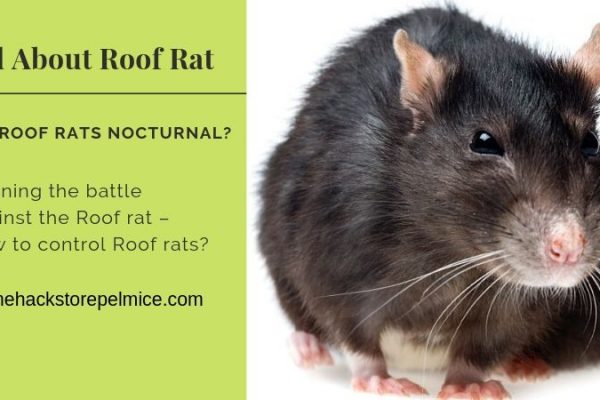 Norway Rat Habitat Identification Habits And Removal Remedies