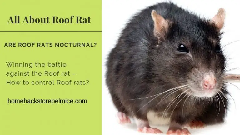 All About Roof Rat - Identification, Eating Habits, and Trapping Remedies