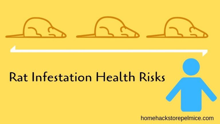 Rat Infestation Health Risks What Diseases Do Rat Droppings Carry   What Diseases Do Rat Droppings Carry 768x432 