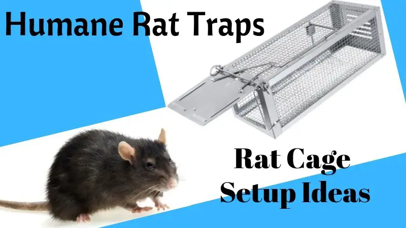 best humane rat trap